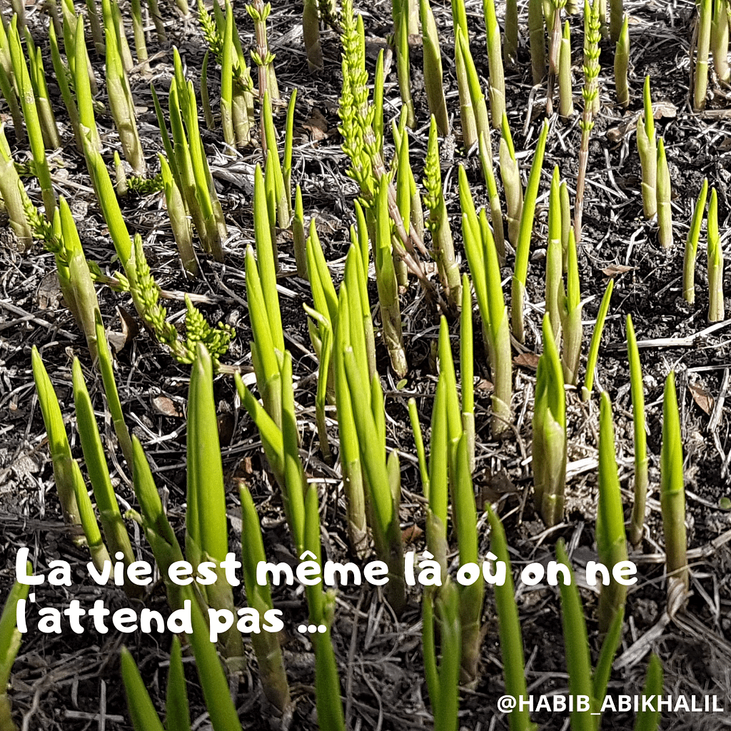 Du muguet qui vient de pousser