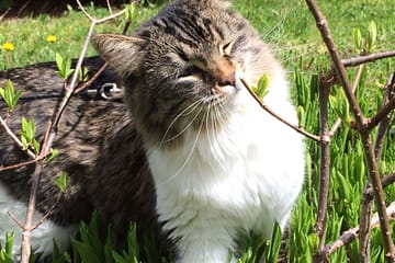 Un chat dans le jardin qui sent une feuille
