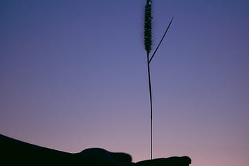 Une main qui tient un épi de blé tout droit