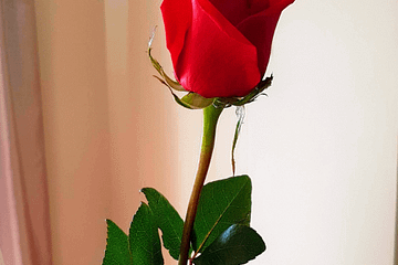 Une rose rouge