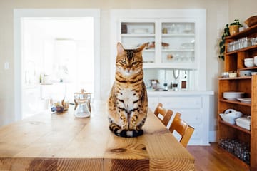 Un chat sur une table