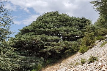 cèdre du liban